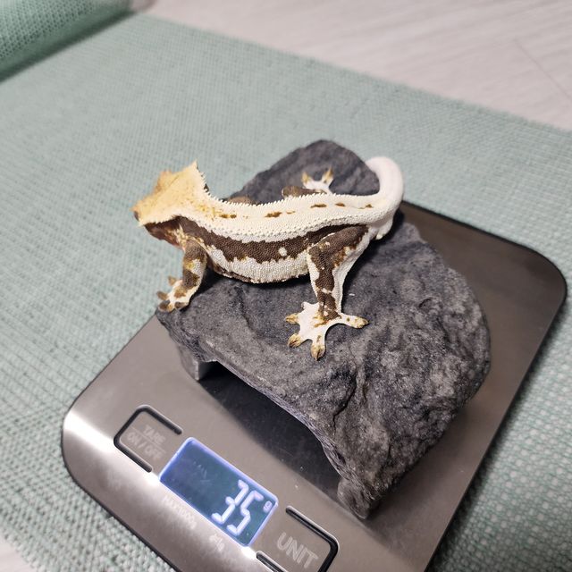 릴리100%헷아잔틱