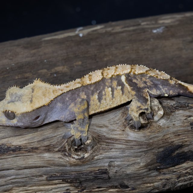 트라이 할리퀸 화이트포트홀