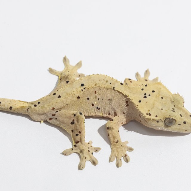 슈퍼달마시안 달마시안