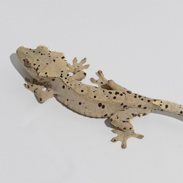 슈퍼달마시안 달마시안