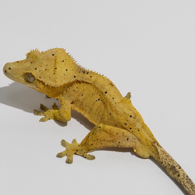 달마시안 옐로우