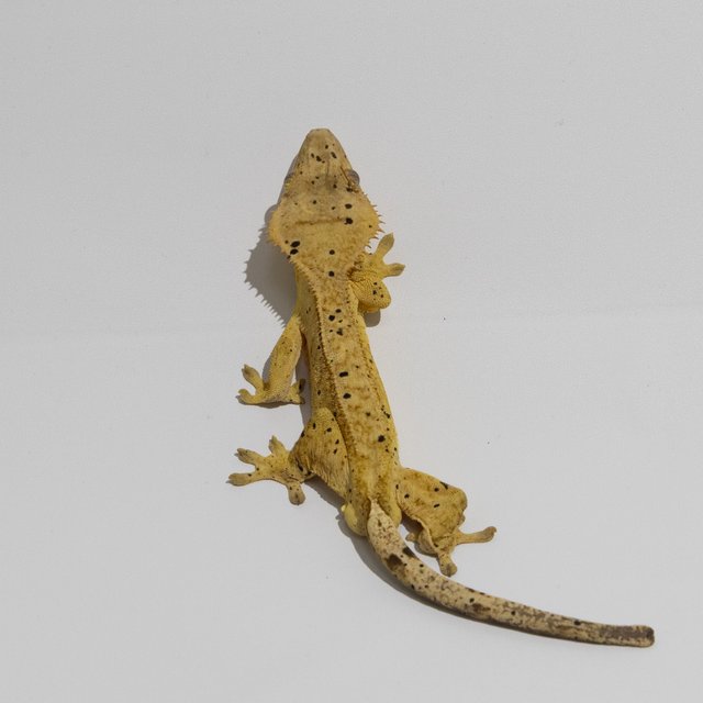 슈퍼달마시안 달마시안