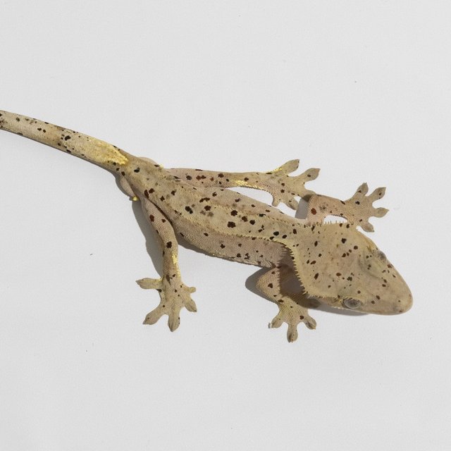 슈퍼달마시안 달마시안