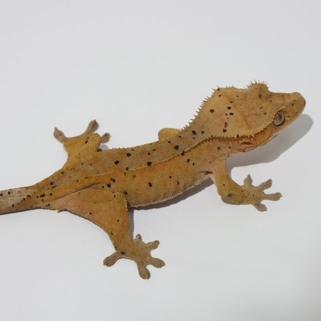 슈퍼달마시안 달마시안