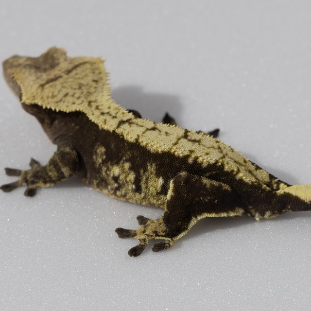 다크 할리퀸 화이트포트홀