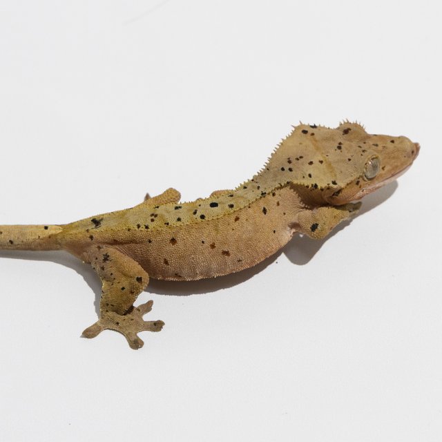 슈퍼달마시안 달마시안