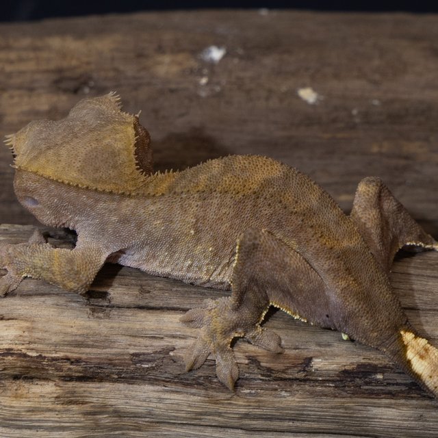 벅스킨 100%헷아잔틱