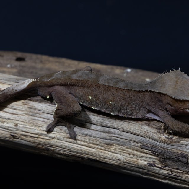 챠콜 100%헷아잔틱