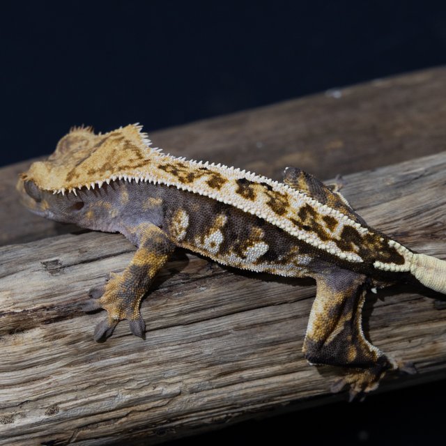 트라이 익스트림할리퀸 화이트스팟