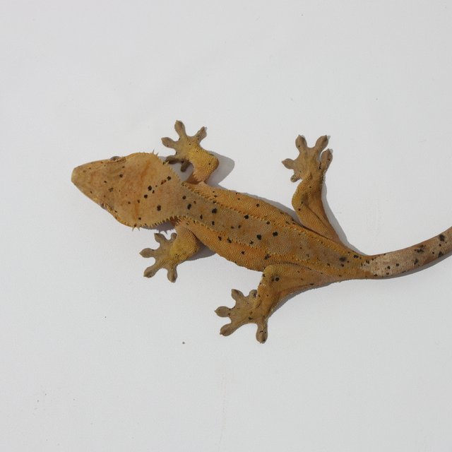 슈퍼달마시안 달마시안