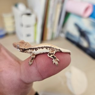 릴리 세이블 솔리드백 화이트스팟 드리피