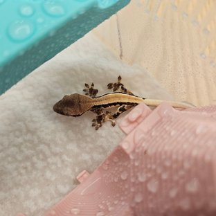 릴리 세이블 솔리드백