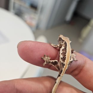 릴리 세이블 솔리드백