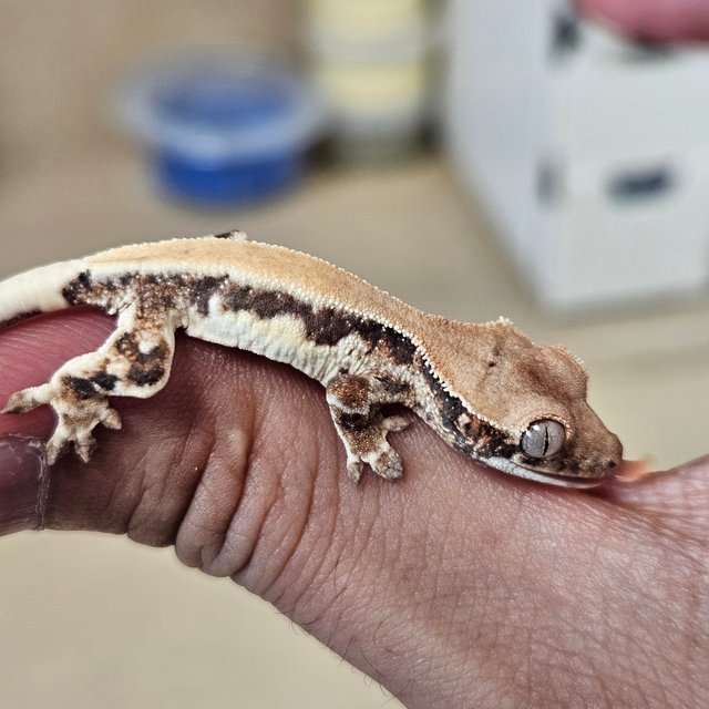 릴리 세이블 솔리드백 화이트스팟 드리피