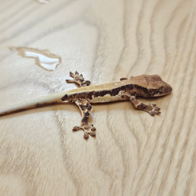 릴리 세이블 솔리드백