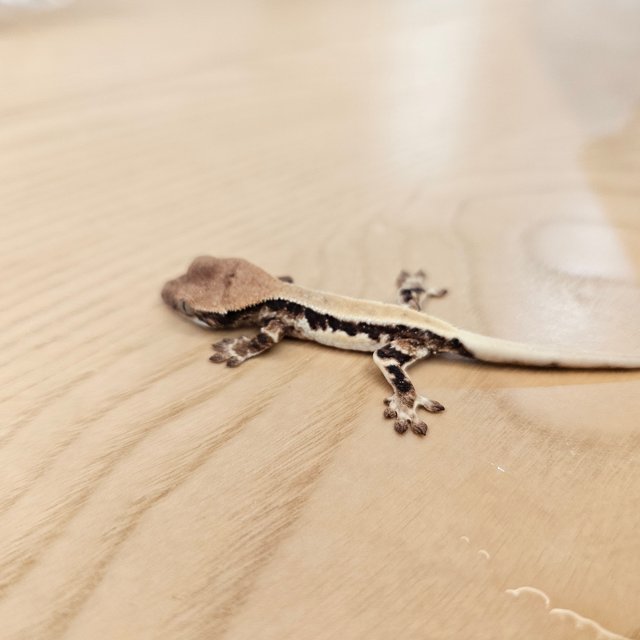 릴리 세이블 솔리드백