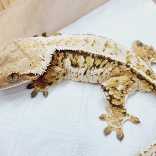 익스트림할리퀸 트라이 드리피