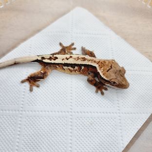 세이블