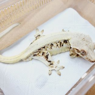 릴리화이트 트라이 솔리드백