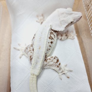 릴리100%헷아잔틱