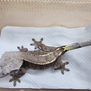 카푸치노 다크