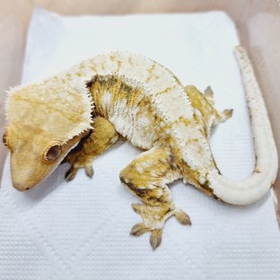 트라이 익스트림할리퀸