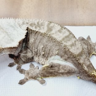 100%헷아잔틱 다크