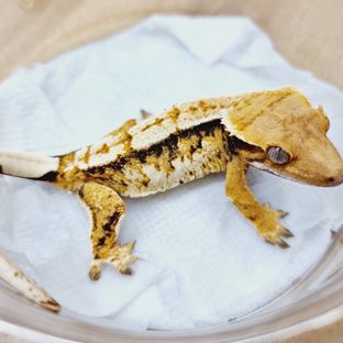 트라이 익스트림할리퀸 텐저린 레이지