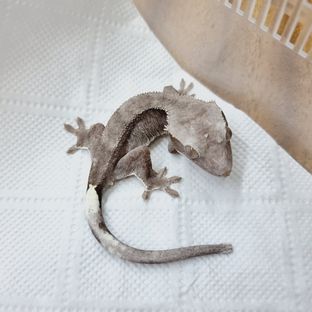 아잔틱 패턴리스