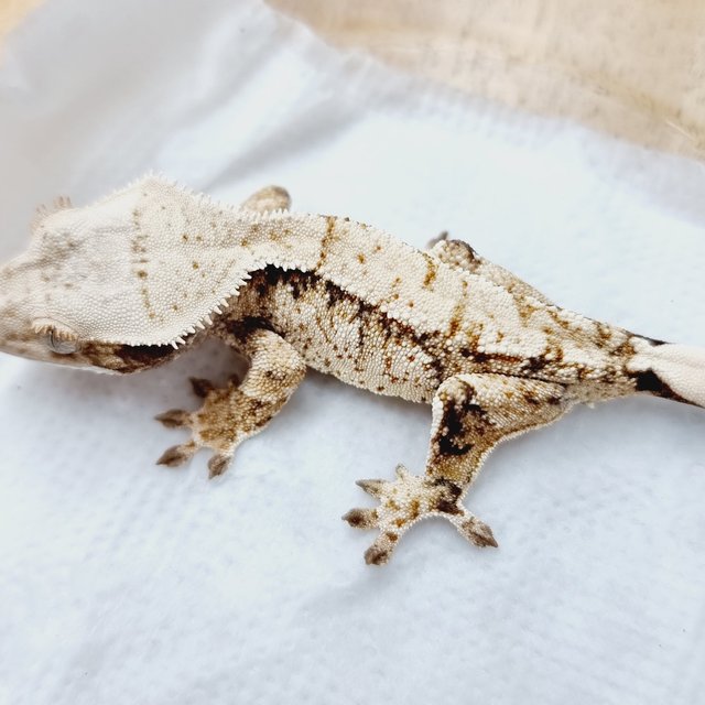 익스트림할리퀸 화이트스팟 화이트포트홀