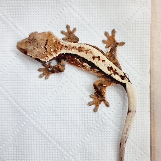 세이블
