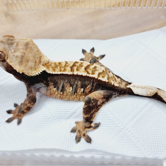 다크 할리퀸 화이트핀