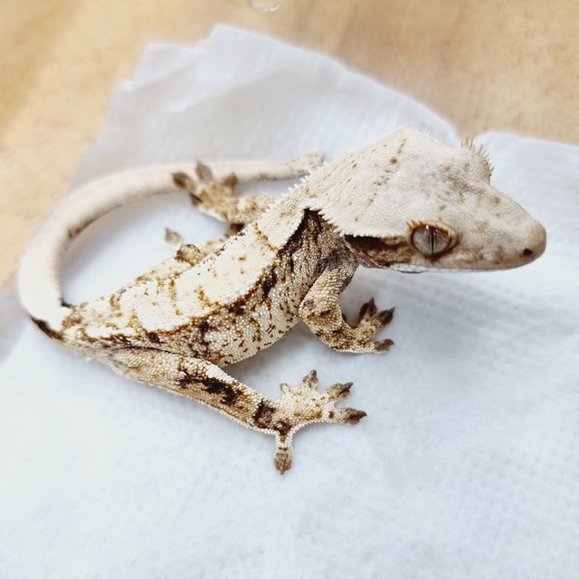 익스트림할리퀸 화이트스팟 화이트포트홀