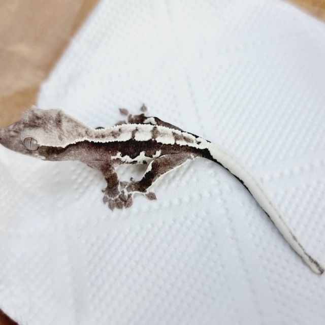 릴잔틱