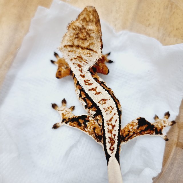 트라이 익스트림할리퀸 풀핀 텐저린