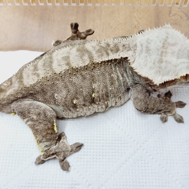 100%헷아잔틱 다크