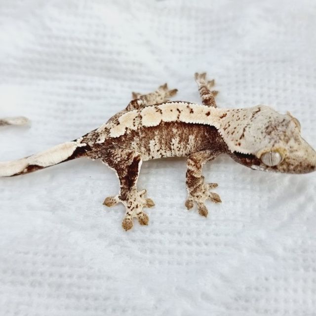 레이지 드리피 익스트림할리퀸