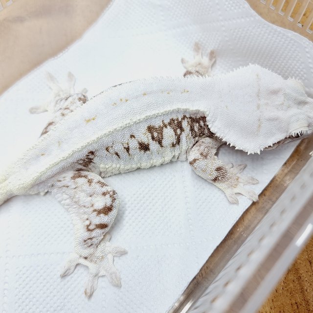 릴리100%헷아잔틱