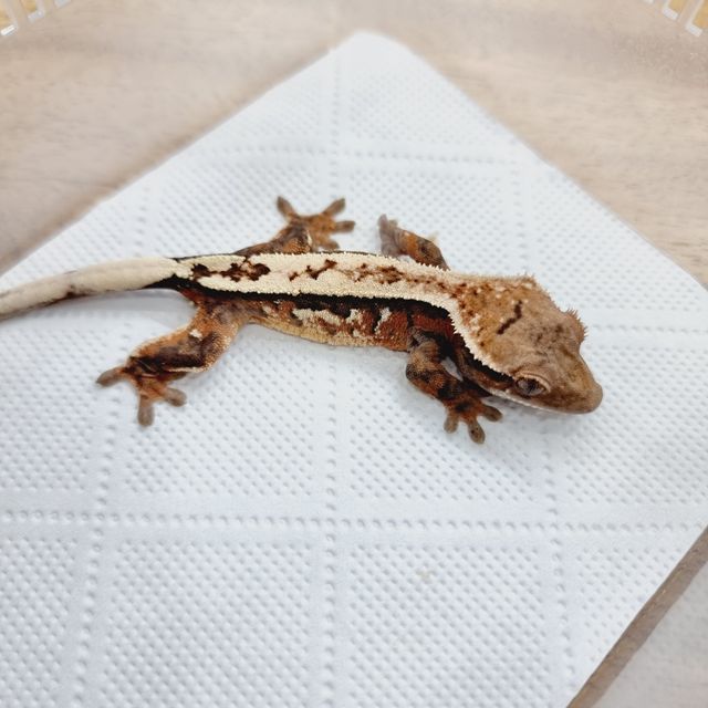 세이블