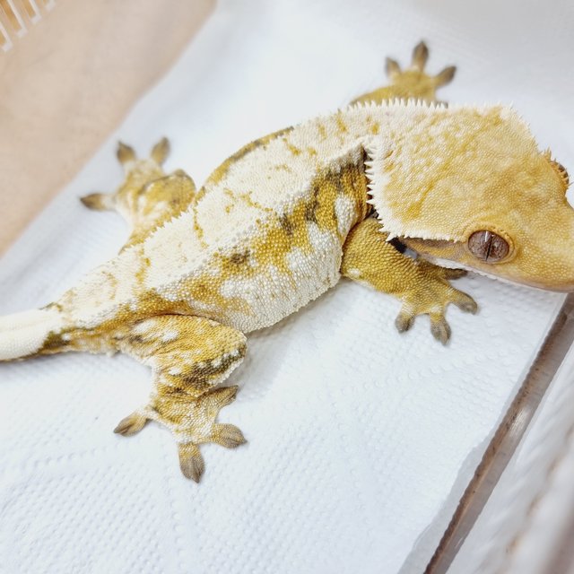 트라이 익스트림할리퀸