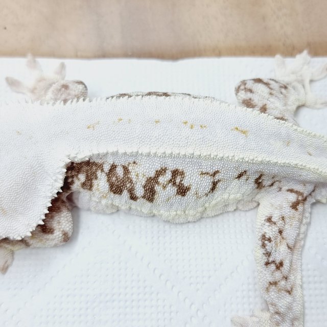 릴리100%헷아잔틱