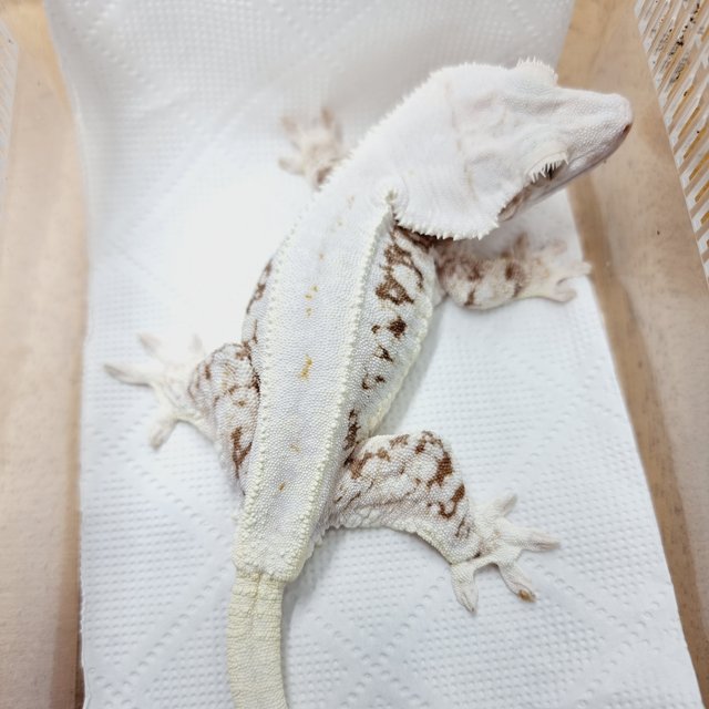 릴리100%헷아잔틱