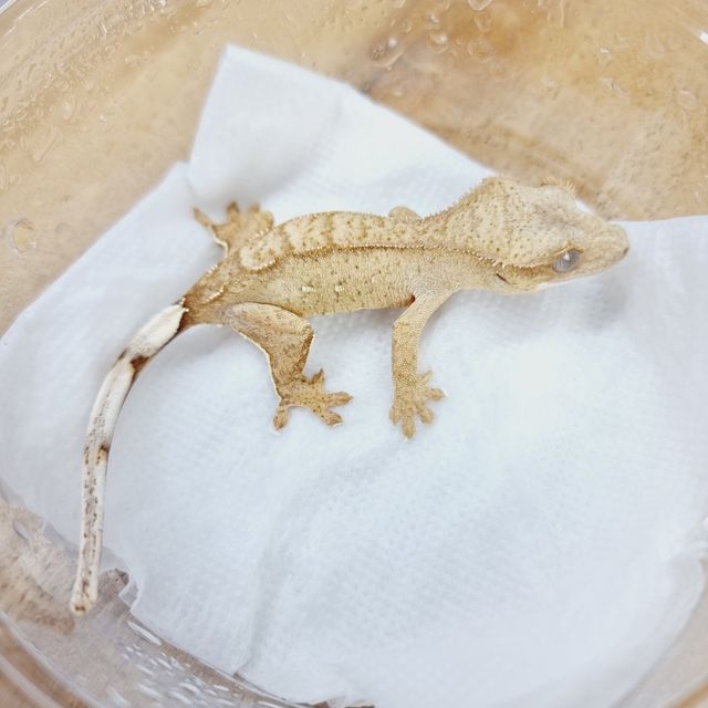 크림