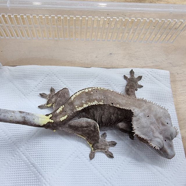 카푸치노 다크