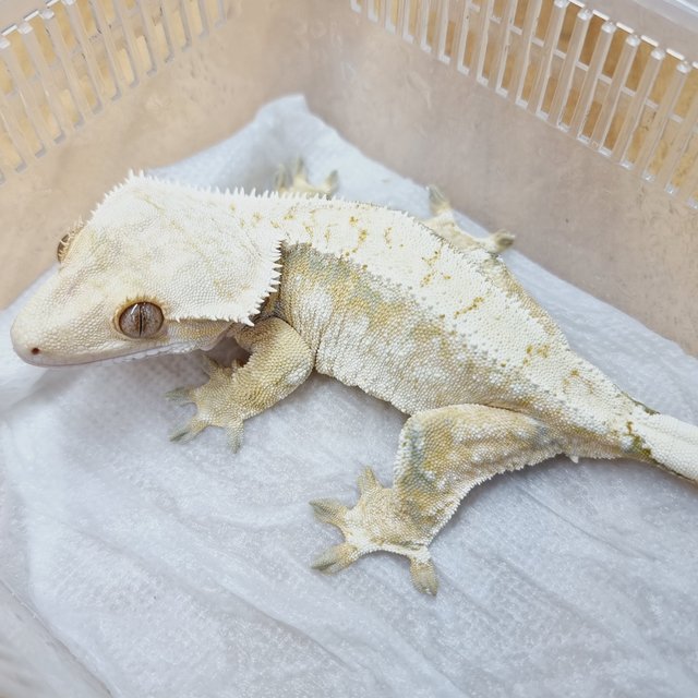 트라이 익스트림할리퀸