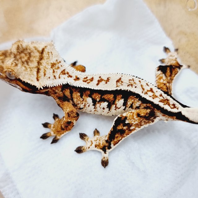 트라이 익스트림할리퀸 풀핀 텐저린