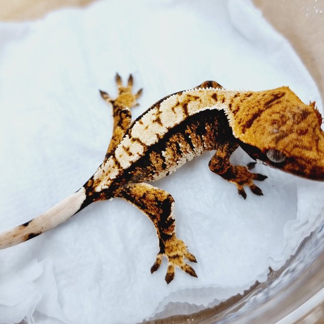 트라이 익스트림할리퀸