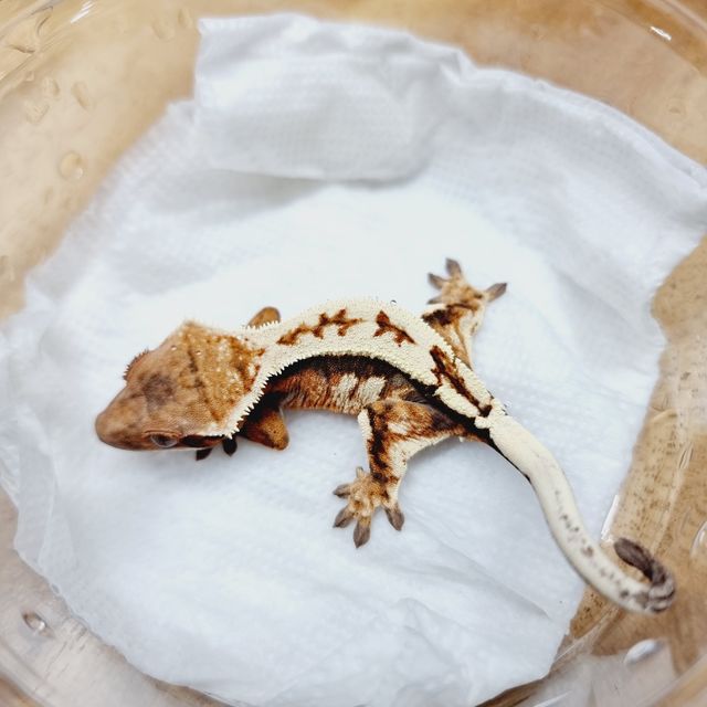 세이블
