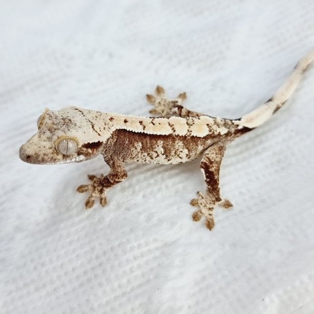 레이지 드리피 익스트림할리퀸