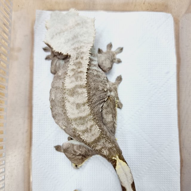 100%헷아잔틱 다크